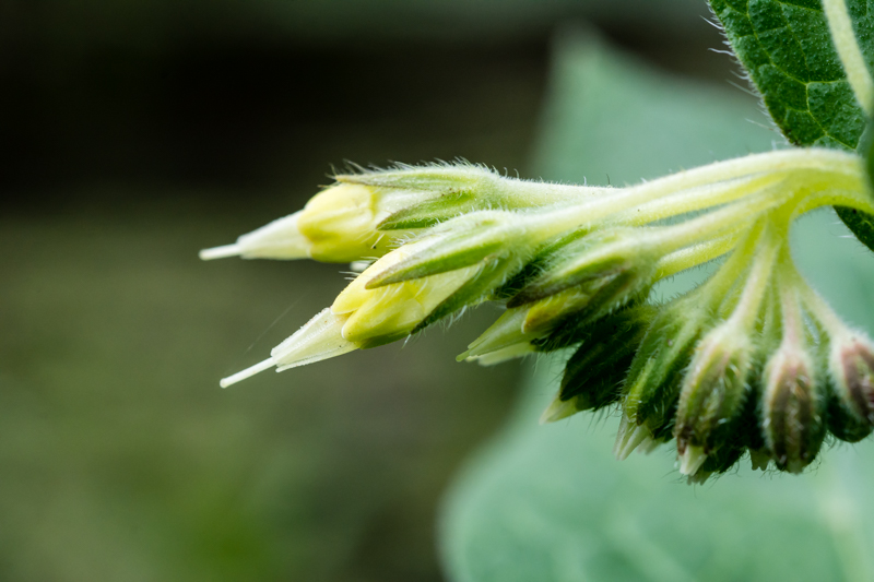 Symphytum bulbosum?  S !